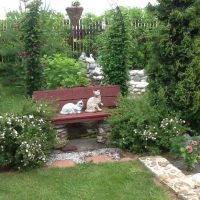 Two cats on a wooden bench