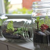 Living plants in glass jars