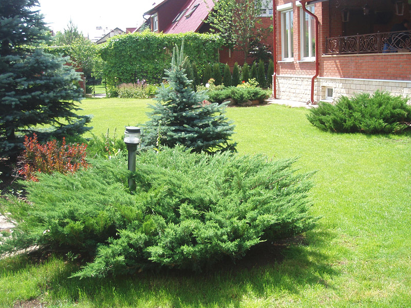 Cossack juniper bush di depan sebuah rumah persendirian