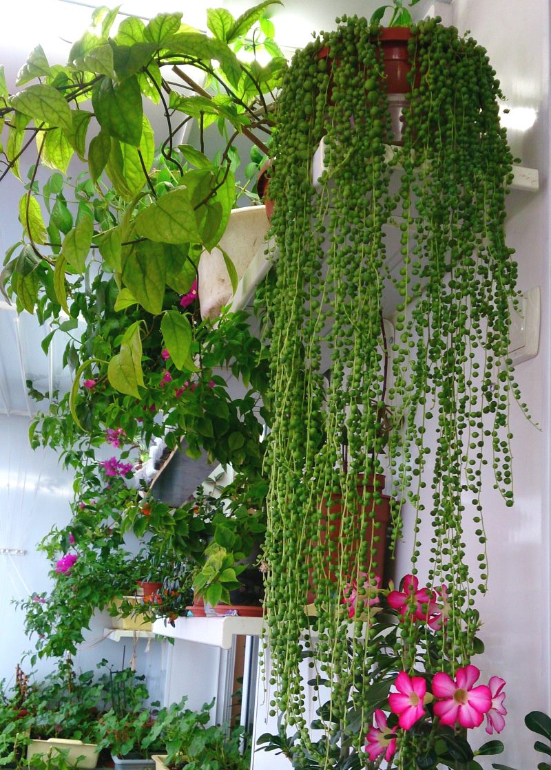 Creepers in the interior of the balcony in Khrushchev