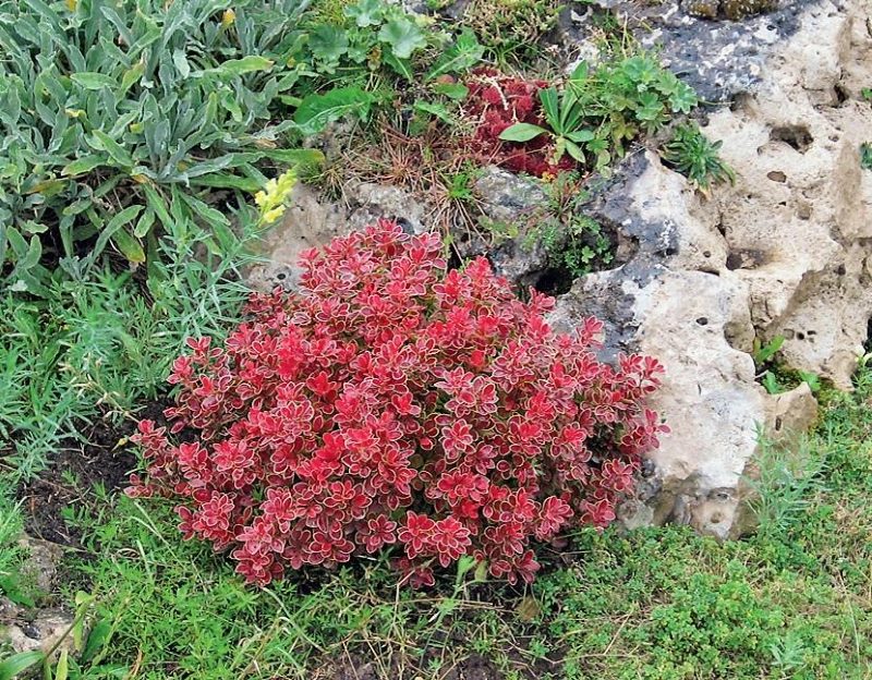 Sekian kecil barberry dengan daun burgundy