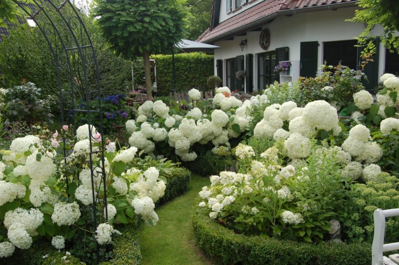 Bushes of blooming hydrangea in the infield