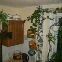 Masking pipes in the kitchen under a birch