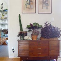 Indoor plants on an old chest of drawers