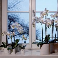 White orchids on a plastic windowsill