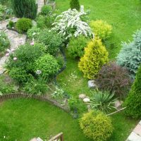 A group of mixed shrubs of various shapes and sizes