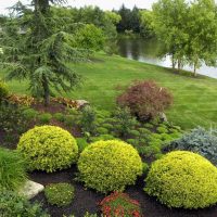 Spherical shrubs on the slope of a suburban area