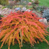 Crimson leaves on long branches of spirea