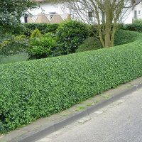 Hedgerow along an asphalt road