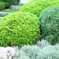 The combination of shrubs with different shades of leaves