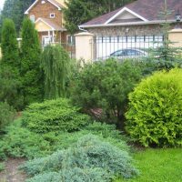 Junipers di landskap taman