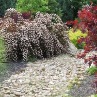 White Spirea berhampiran aliran kering