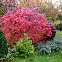 Spirea bush with burgundy leaves in mid-autumn