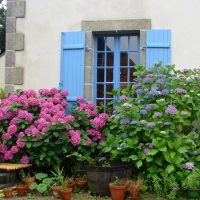 Hydrangea semak di hadapan tingkap rumah negara