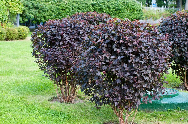 Medium sized bushes in landscaping