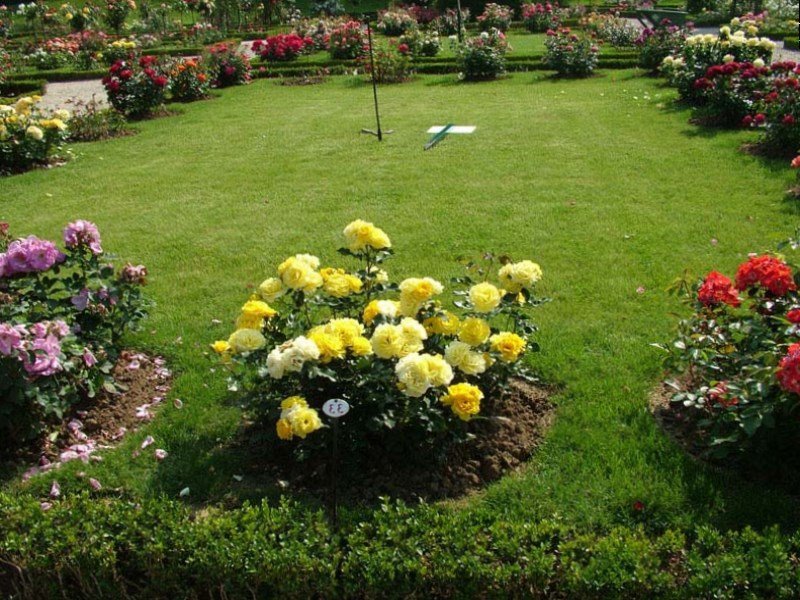 Bushes of blooming roses around the perimeter of a classic lawn