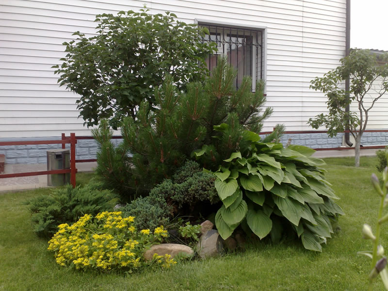 Hosta bush growing under the evergreen branches of a mountain pine