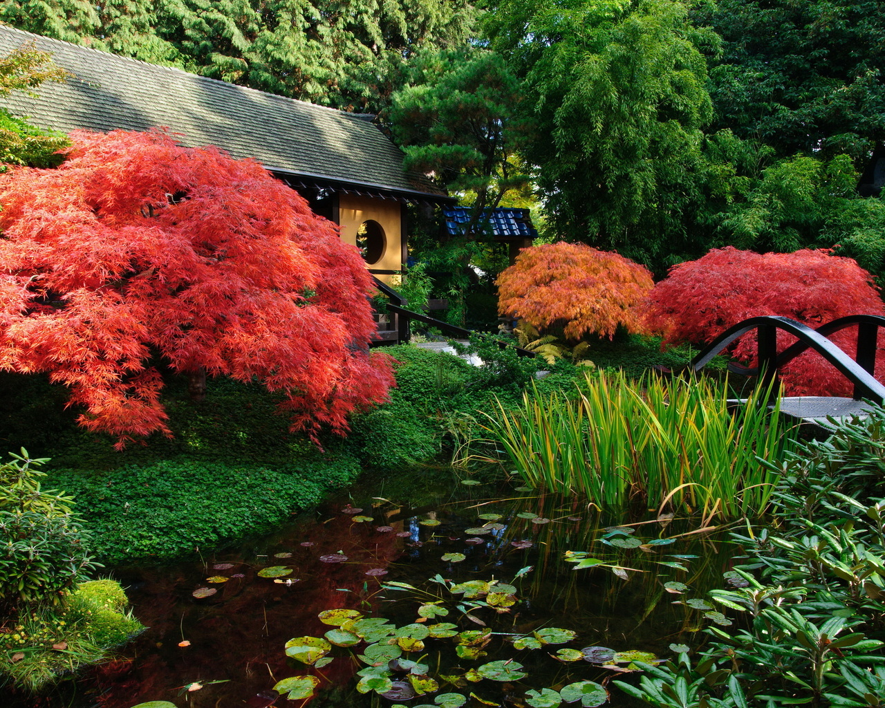 Japanese maple bush on the shore of an artificial reservoir