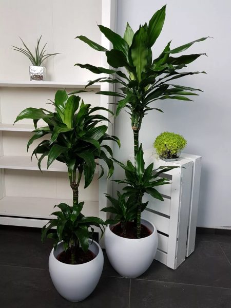 Dracaena adalah tumbuhan yang cukup besar. Lebih baik menggunakannya di dapur besar.