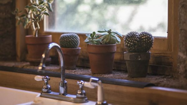 It is not clear why this prickly plant is so attractive, but it is a frequent guest in the house, in particular in the sunny kitchen.