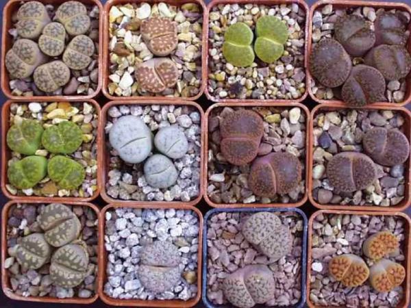 Lithops هي العصارة ، ومظهرها بحيث يطلق عليهم اسم الحجر الحي.