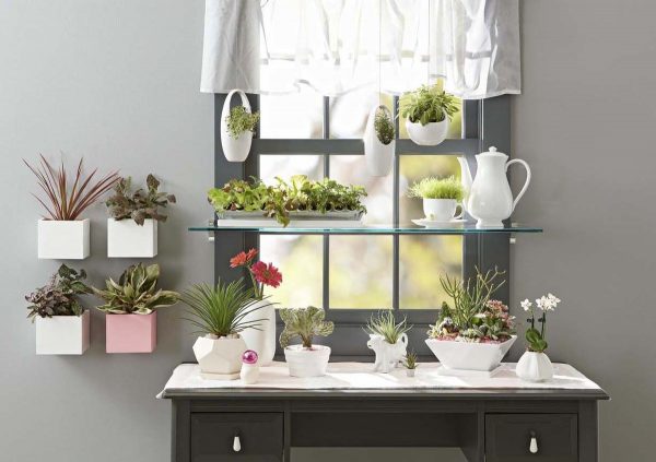 Succulents in the kitchen interior